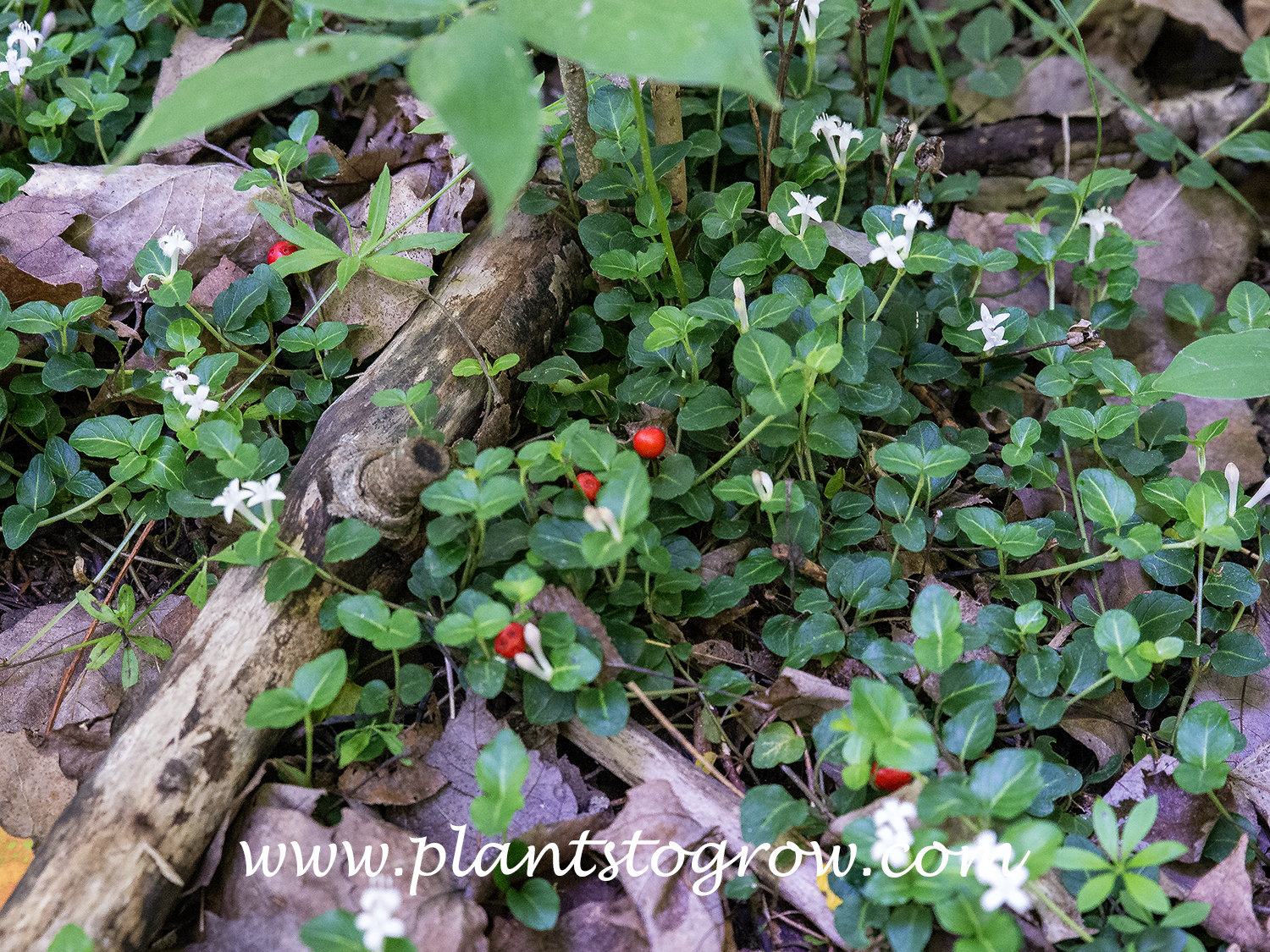 Partridgeberry (Mitchella repens)
This image shows both the fruit and flowers.  (1st week of July)